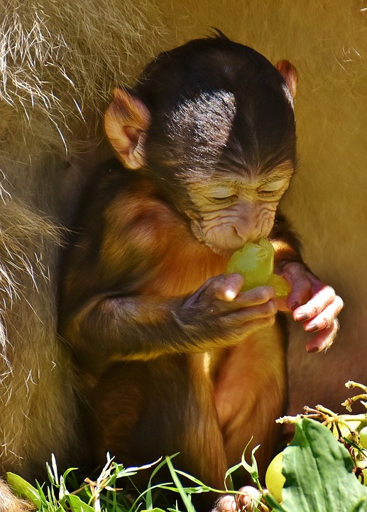 1.000 bedrohte Tiere aus dem Artenhandel nach Madagaskar zurückgebracht
