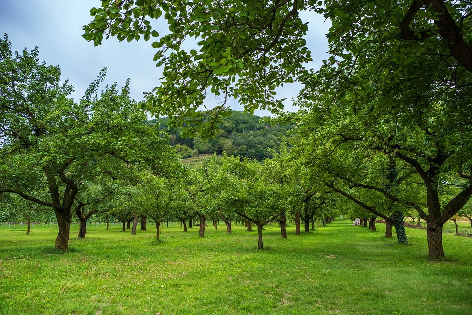 520 Obstbäume für einen grüneren Kamptal: Rekordpflanzaktion 2023