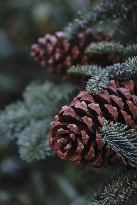 Advent im Herzen Österreichs: Krippen, Führungen und digitale Erlebnisse
