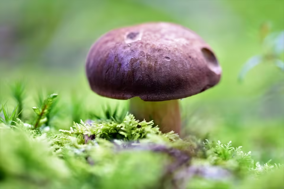 Alarmstufe Rot: Mysteriöses Taubensterben in Loosdorf entdeckt