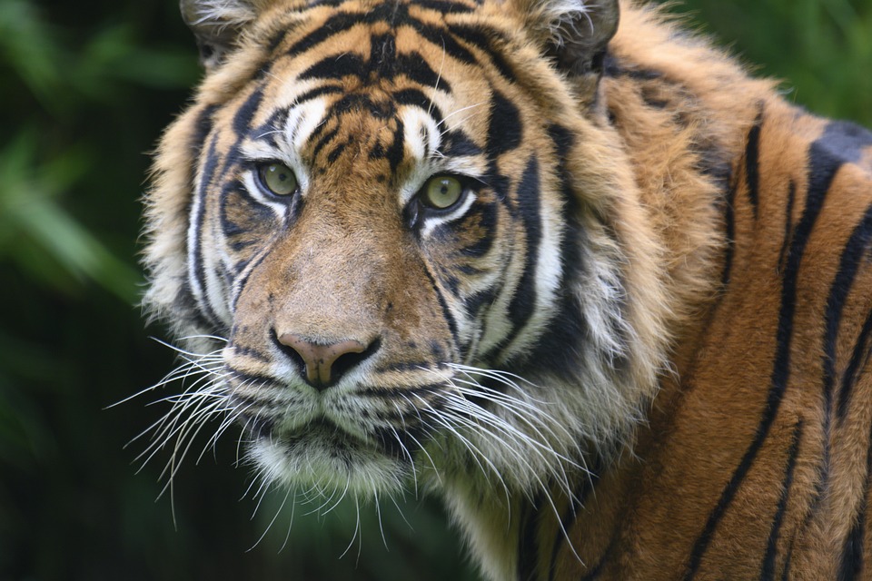 Auf Titeljagd: Die Tigers und ihr Weg zur Meisterschaft