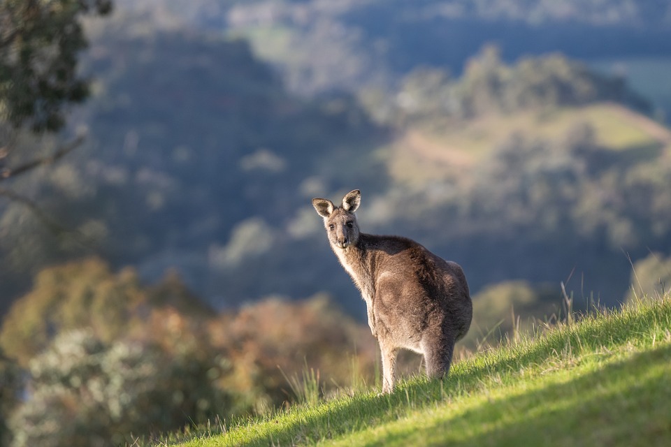 Australien plant Gesetz gegen sozialen Medien für unter 16-Jährige
