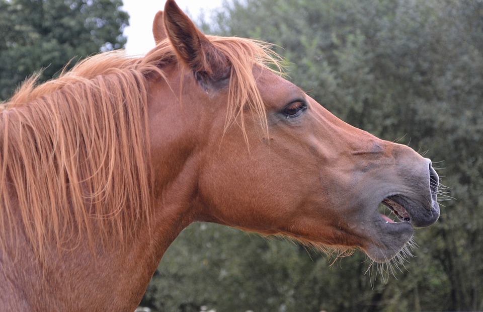 Das Cheval Blanc: Weltbestes Restaurant in Basel ausgezeichnet!