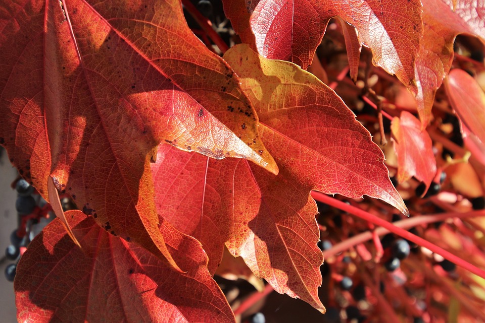 Das Wetter in Feldkirch: 7-Tage-Vorhersage vom 29. November bis 5. Dezember