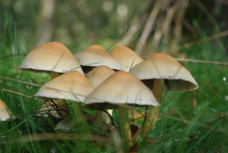 Die Polizei entdeckt Beute im Wald: Was geschah mit dem Rest?