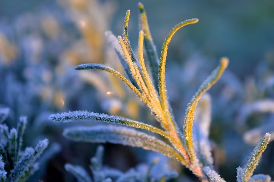 Eferdinger Winterzauber: Adventliches Einkaufserlebnis am 23. und 24. November