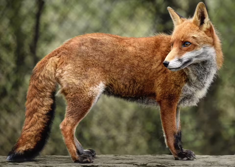 Ein Rotfuchs im Supermarkt: Wiens mutigster Passant sorgt für Aufsehen