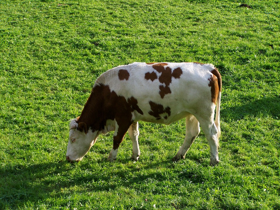 Einblicke in die Milchproduktion: Landwirtschaftsschüler besuchen Berglandmilch