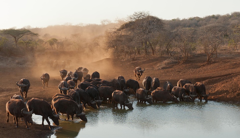 Entdecken Sie Südafrika: Multimedia-Vortrag in Enns-St. Marien