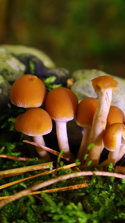 Entdeckt die Wissenschaft: Vortrag für junge Forscher in Hollabrunn