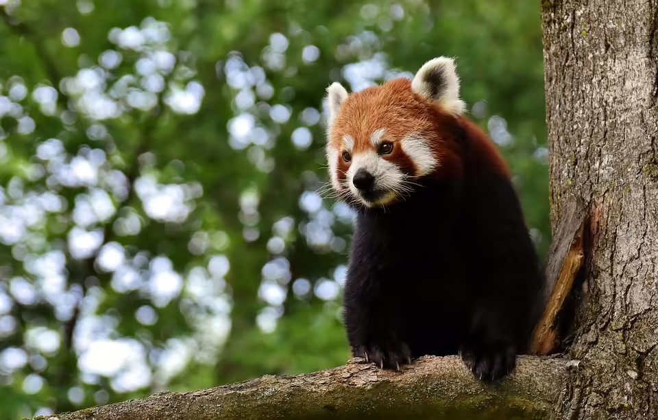 Erdbeerköpfchen begeistert im Tierpark Herberstein – Ein Fotohighlight!
