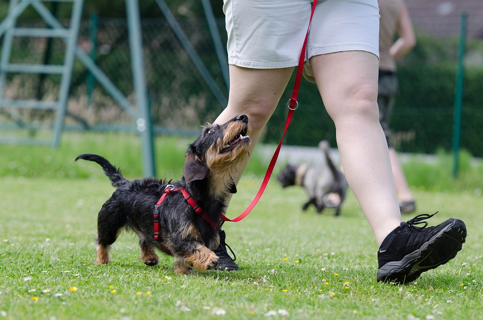 Erfolgreicher Herbstkurs der Hundeschule Stainz: 36 von 39 Prüflingen bestehen!