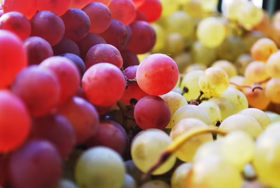 Ernährungswissenschaften im Fokus: Neue Professur in Krems eingerichtet