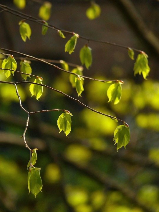 Erster Mini-Wald in Floridsdorf: Ein grünes Projekt für die Zukunft