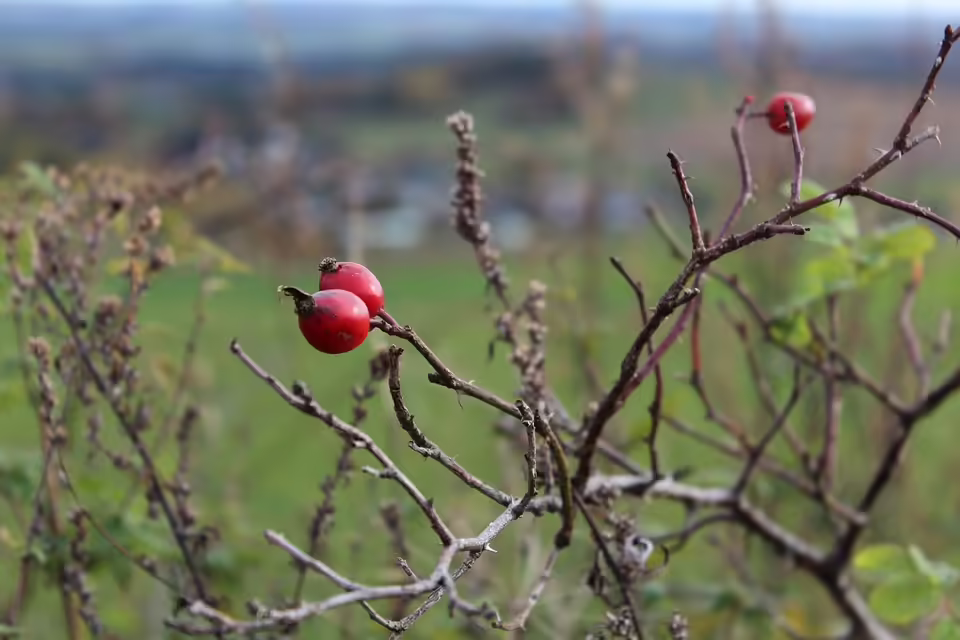 Familienfest im Herbst: Laakirchner Martinimarkt begeistert am 16. & 17. November