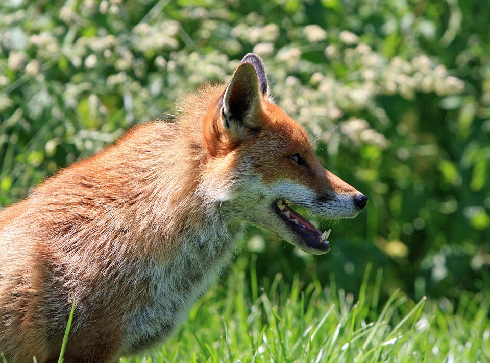 Foxes Bruck jubeln über zwei Siege, doch Verletzung trübt die Freude