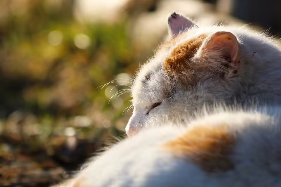 Freiwillige Feuerwehr Wagna rettet Kater Moritz aus Lüftungsschacht
