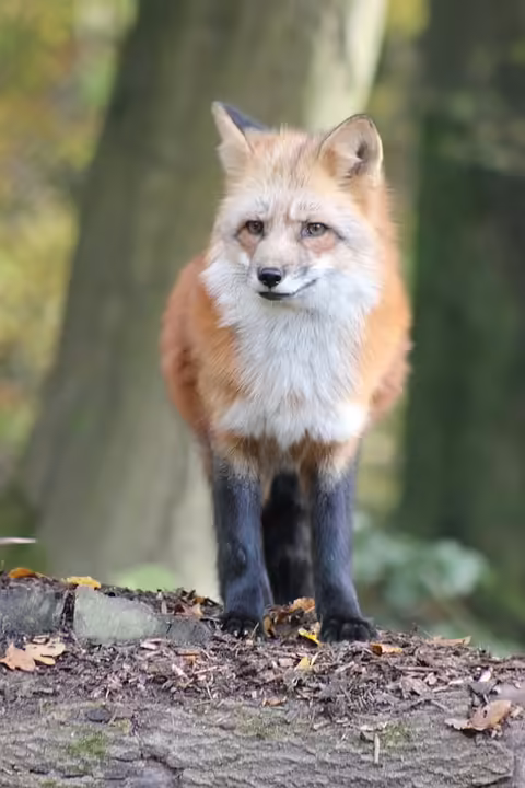 Fuchs in der U-Bahn: Wiener Linien warnen Öffi-Nutzer!