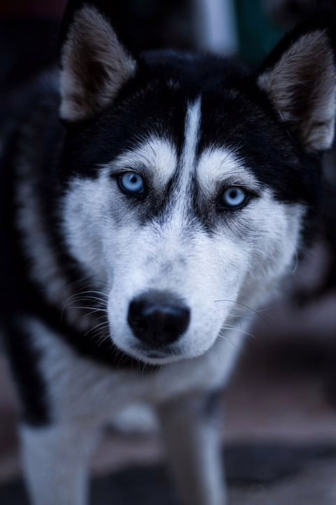 HUSKY TONI: Ein Film, der Vorarlbergs Herzen erobert hat