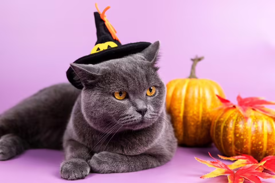 Halloween 2024 in Niederösterreich: Eine ruhige Nacht für die Polizei