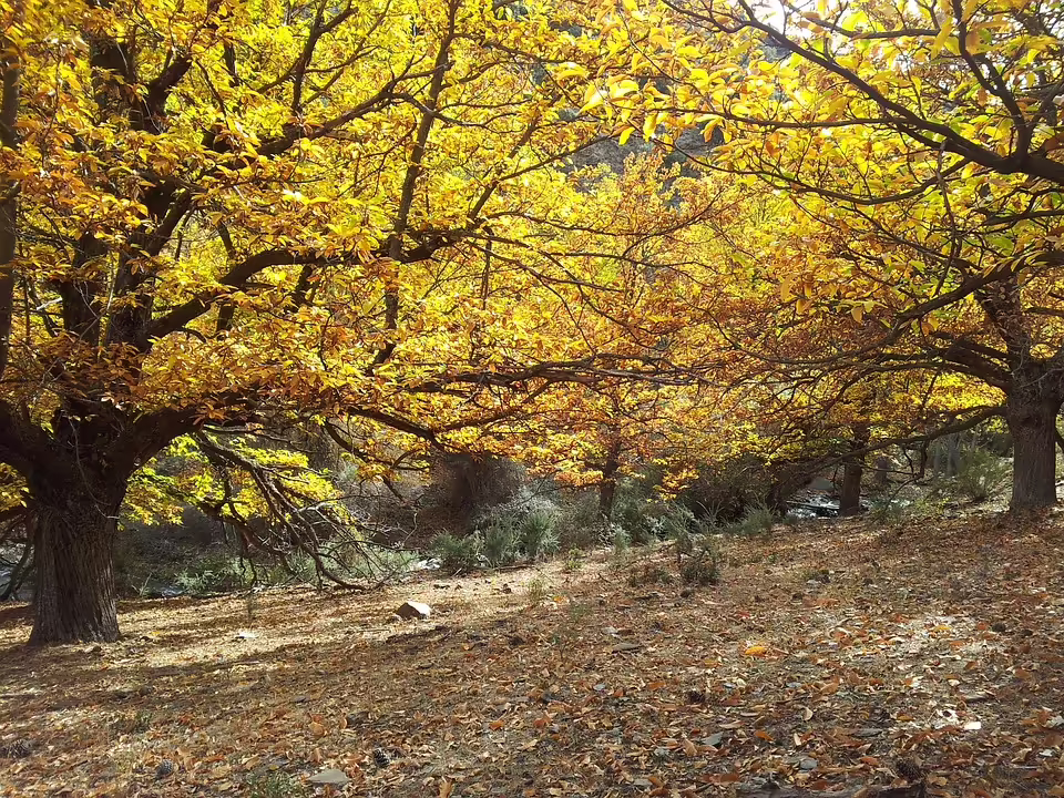 Herbstliche Gemütlichkeit: So gestalten Sie Ihr Zuhause für die kalte Jahreszeit