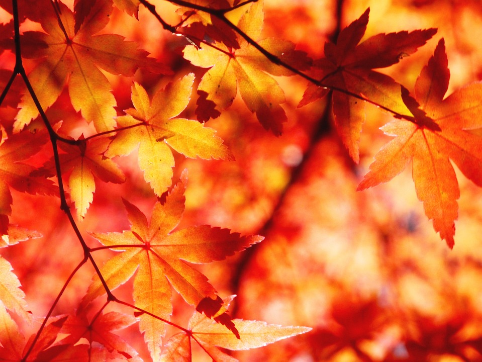Herbstliche Spaziergänge: Entdecken Sie die Schönheiten Reichenaus