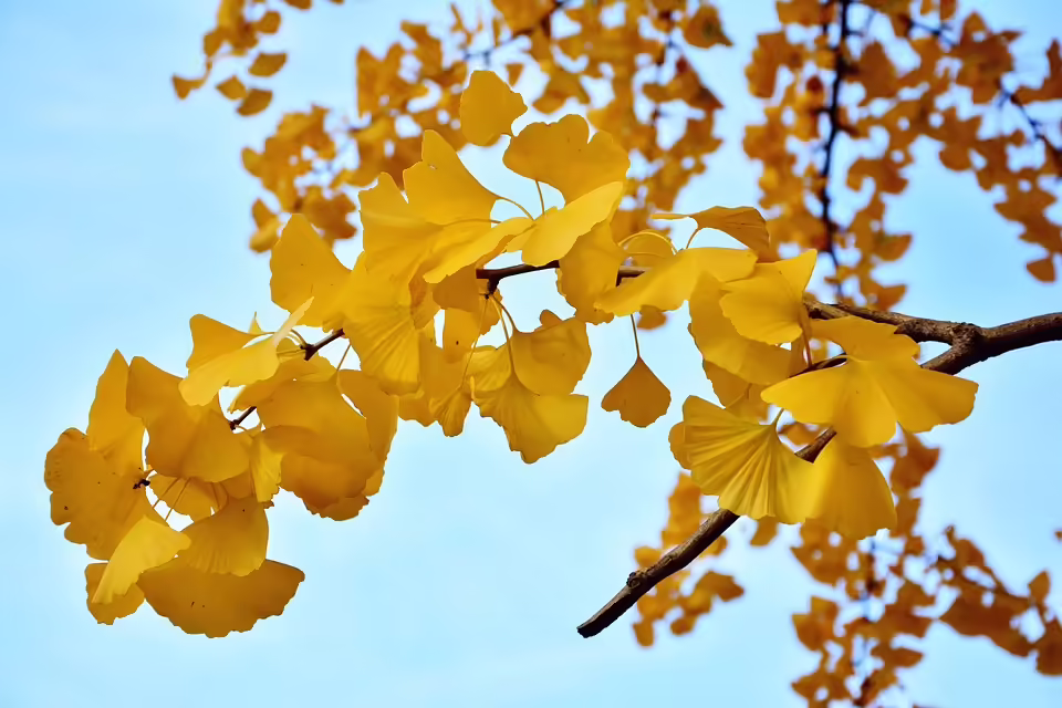 Herbstlicher Wohntraum: So gestalten Sie gemütliche Innenräume!