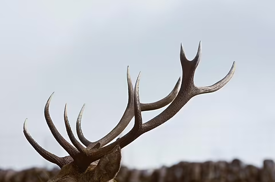 Horn: Ein berührender Nachmittag für sinnvolle Gespräche