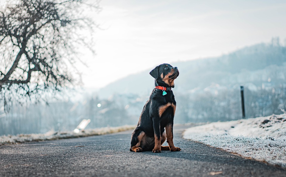 Hund rettet Leben: Kellerbrand in Tröpolach rechtzeitig entdeckt