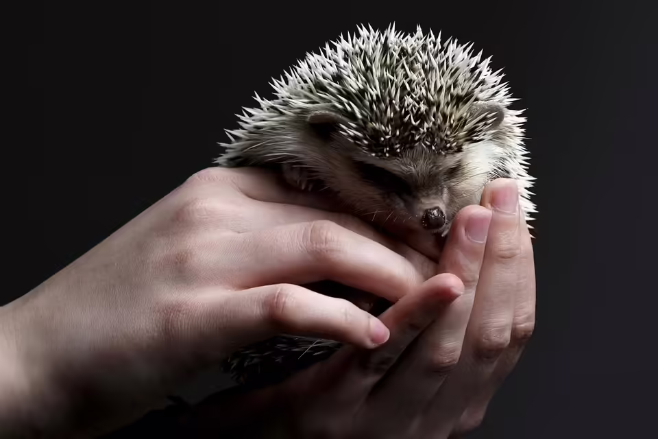 Igel in Not: Ferlacherin kämpft für den Schutz der bedrohten Art