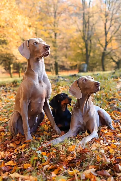 Jagdhunde und Hubschrauber: Dramatische Suche nach Roland D.