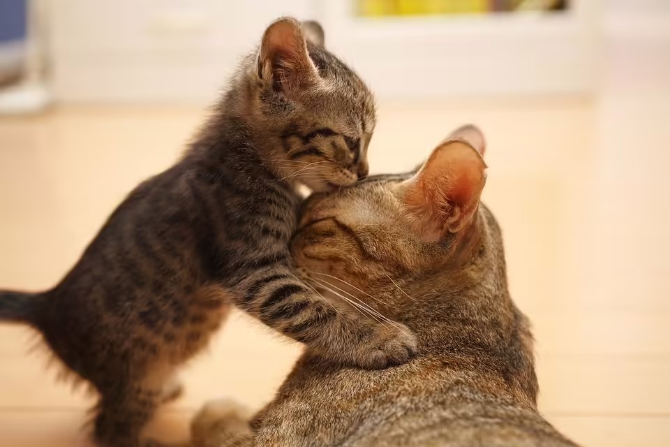 Katzenliebe in Murau: Silvia Stöhs und ihre Maine Coons