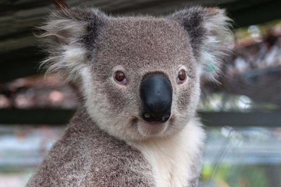 Koala im Bett: Paar findet tierischen Mitbewohner in Australien