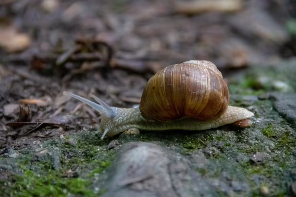Konzerterlebnis in Gaspoltshofen: Boundlesschor begeistert mit Vielfalt