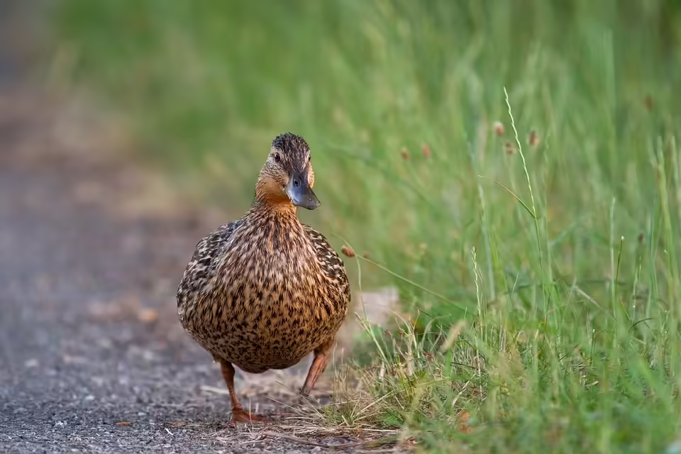 Laufend stark: Frauenpower beim Spittaler Lauftreff