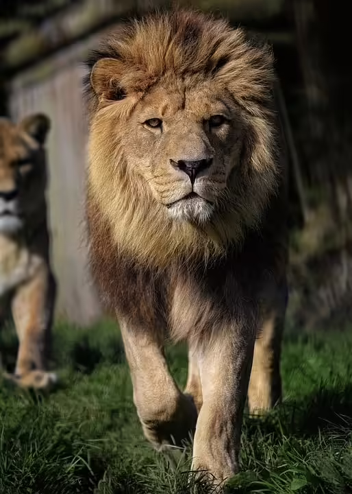 Lions Club Bad Hall bringt Weihnachtsfreude zu bedürftigen Familien