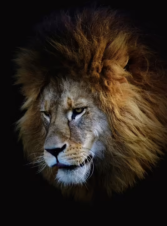 Lions verlieren erneut: Spannendes Duell gegen Nord Dragonz in Eisenstadt
