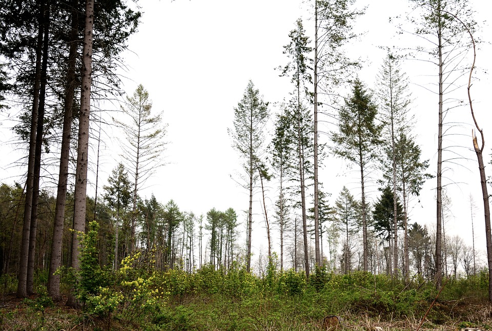 Nachhaltige Aufforstung: 32 Winterlinden für die Kaiserallee in Eisenstadt