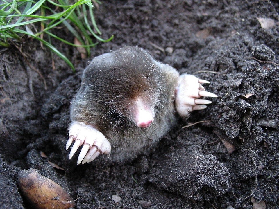 Neue Mole Melk: Ein regionales gastronomisches Erlebnis an der Donau