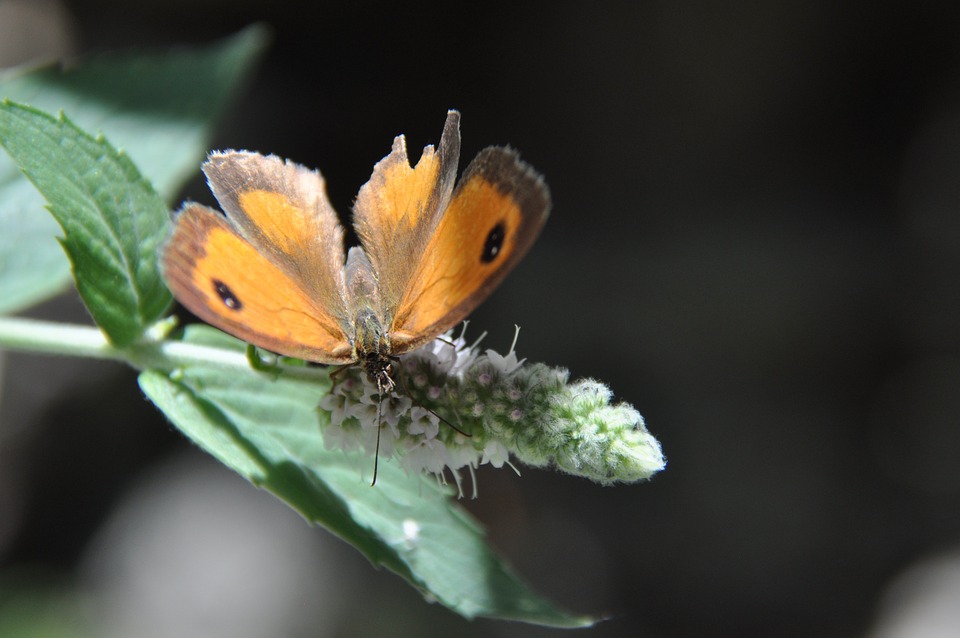 Neuzugang beim EC iDM VSV: Torhüter Joe Cannata soll Team stärken