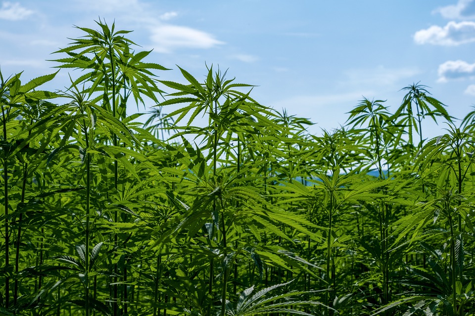 Polizei stoppt Autofahrerin in Unterweißenbach: Cannabis gefunden