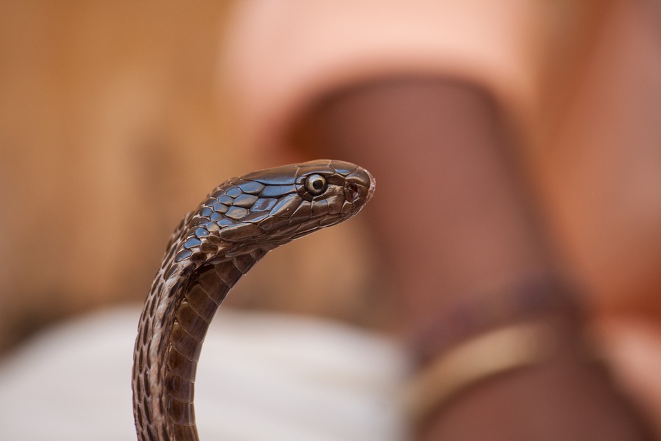 Polizeigroßeinsatz in Wiener Neustadt: Cobra durchkämmt verdächtiges Haus