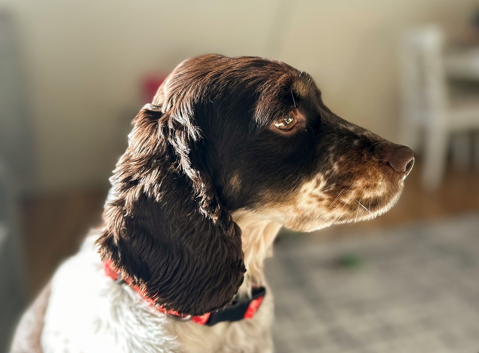 Rettungsaktion in Hermagor: Hund warnt vor Kellerbrand