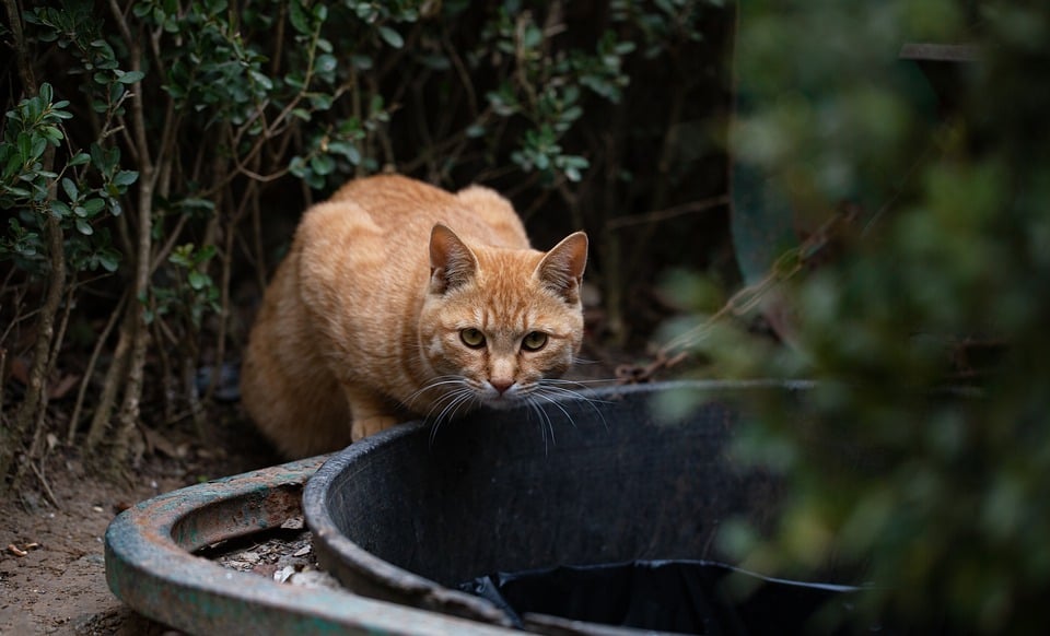 Rettungsaktion in Weiz: Fast 40 Katzen finden Hilfe und Hoffnung