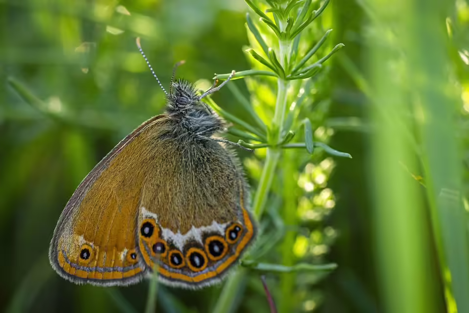 Seitenstetten erleidet knappe Niederlage in Lilienfeld: Trainer zieht Bilanz
