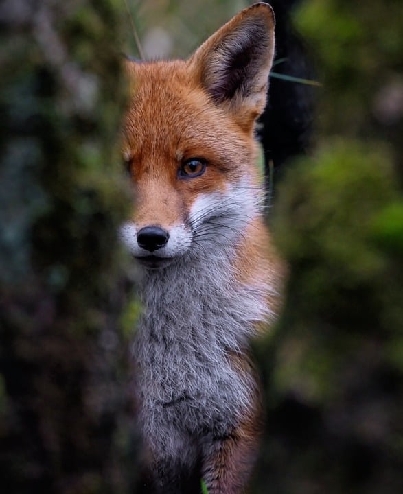 Spannendes Duell in Villach: VSV empfängt die Foxes aus Bozen