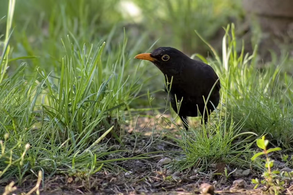Sperrzonen wegen Vogelgrippe: 50.000 Tiere im Bezirk Amstetten betroffen
