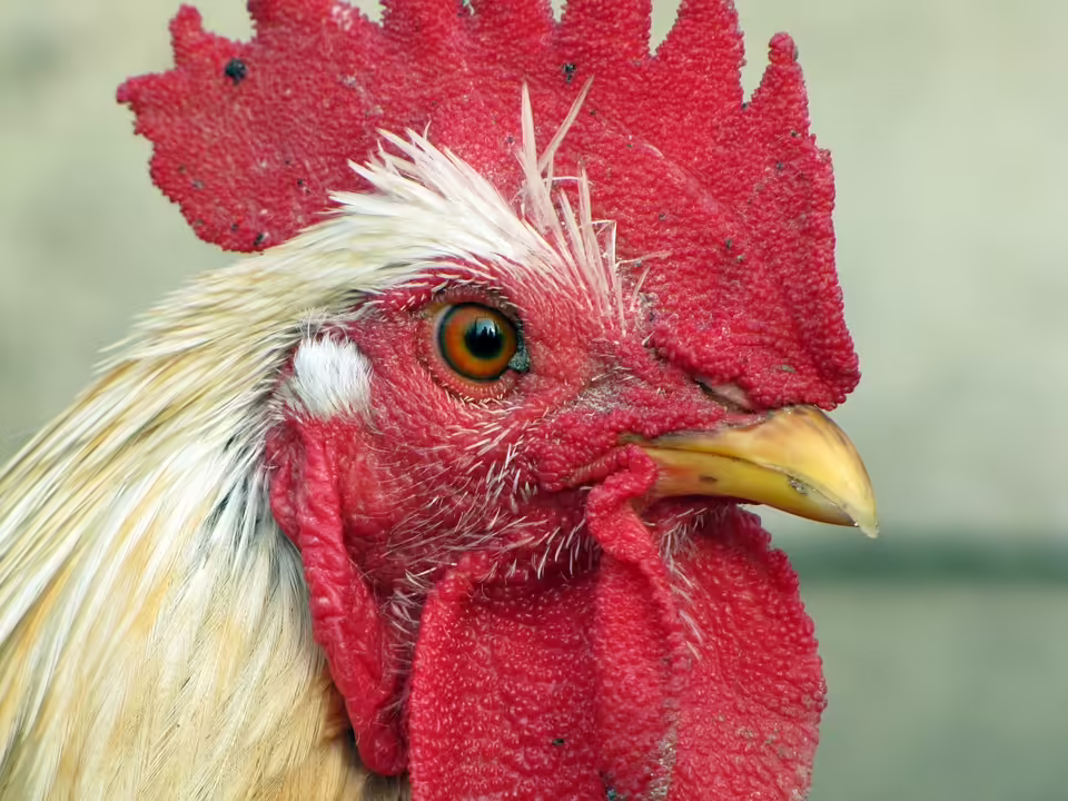 Stallpflicht für Geflügel: Vogelgrippe breitet sich im Flachgau aus