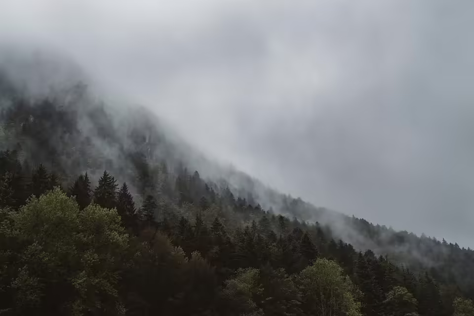 Steiermarks Wälder im Fokus: Nachhaltigkeit für Zukunft und Wirtschaft