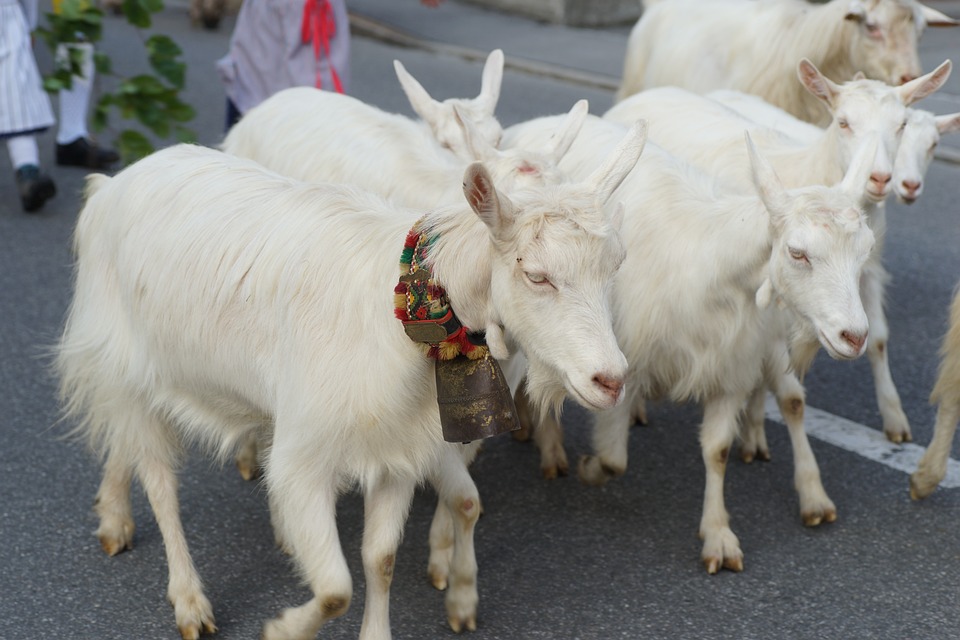 Teufelsrunde in Niederösterreich: Brauchtum und Gemeinschaft zur Adventszeit